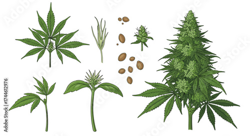 Visual representations of various cannabis plant parts and stages of growth.