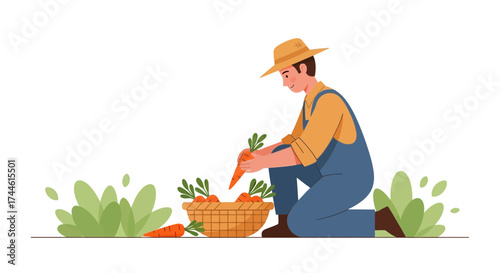Farmer Harvesting Carrots From Garden And Placing Them In Wicker Basket And Vegetation