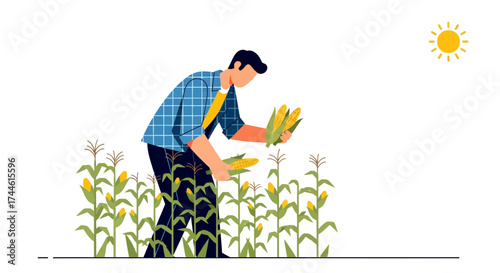 Farmer Harvesting Corn on a Sunny Day in a Field, Agriculture Concept, Organic Farming