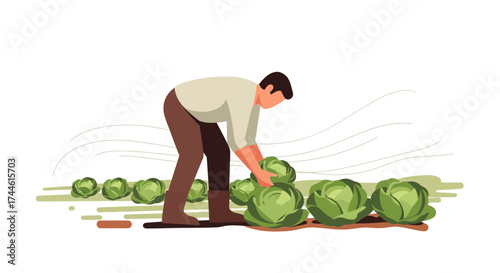 Farmer Harvesting Fresh Cabbages From Cultivated Fields Under The Open Sky