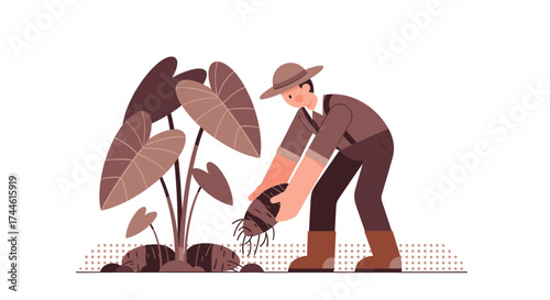 Farmer Harvesting Giant Taro Root From Ground Surrounded By Big Green Leaves Environment