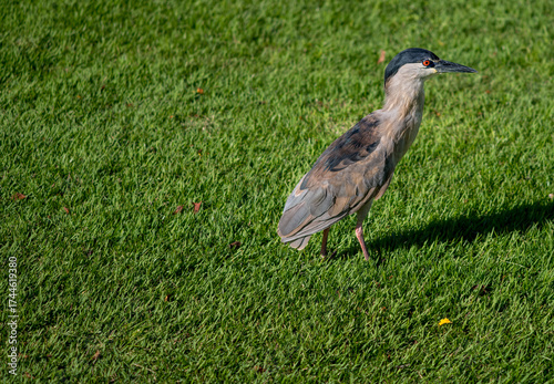 Pacific Grey Heron Walking on Green Grass.