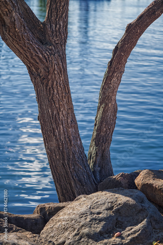 Closeup of a Grey Tree Trunk Growing on the Edge of the Ocean.