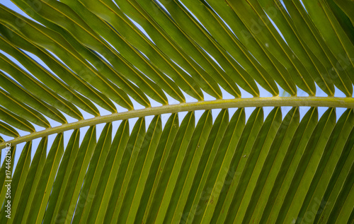 Closeup of a Curved Green Palm Frond.