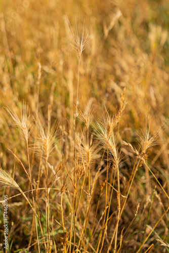 Wallpaper Mural Golden foxtail barley seed heads with long awns rising from dry yellow grass in sunny field. 
 Torontodigital.ca