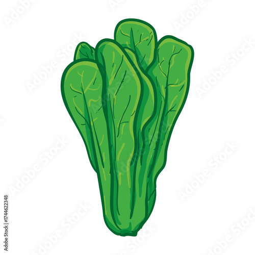 Mustard Greens Hand Drawing Vector Illustration