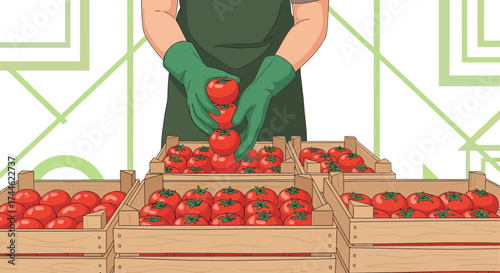 Farmworker Stacking Ripe Tomatoes in Wooden Crates Ready for Transport and Sale Production