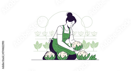 Female Farmer Harvesting Cauliflower Plants: Organic Food Production And Farming