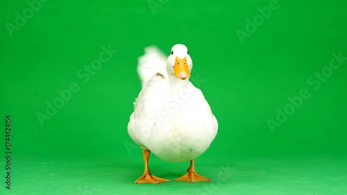 White Duck Standing on Green Screen Background