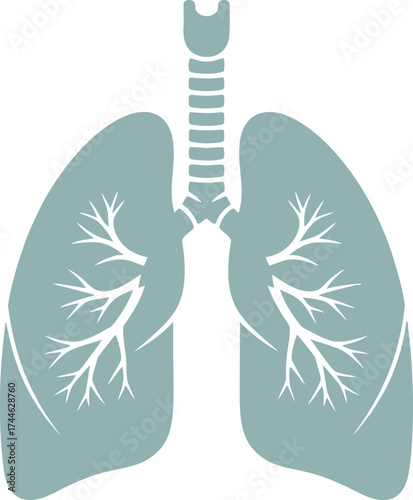Human lungs vector illustration. Medical icon of the respiratory system anatomy for healthcare and science