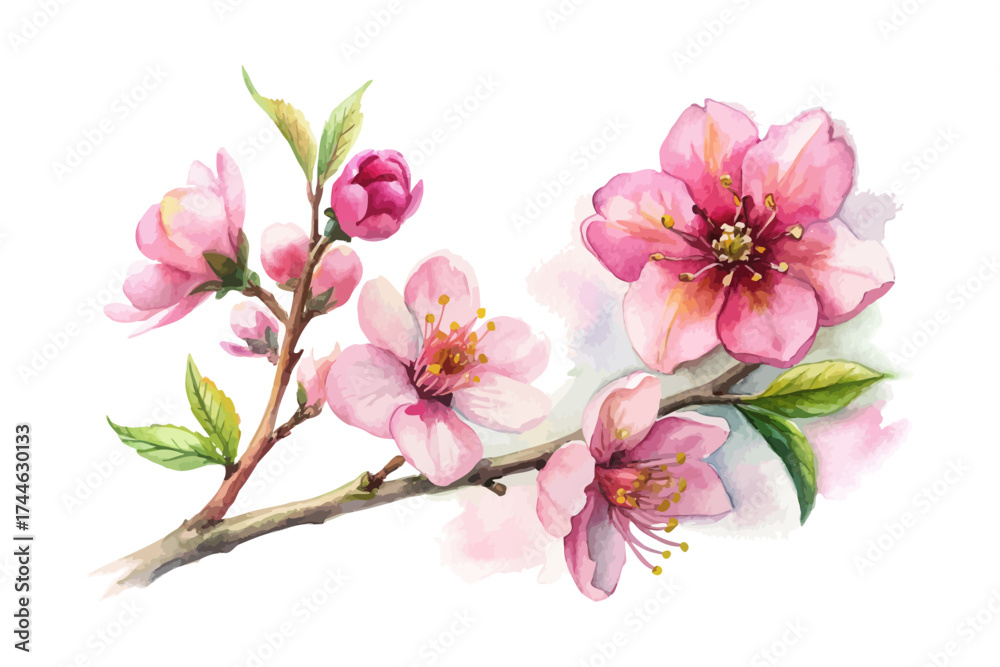Naklejka premium Pink Cherry Blossom Watercolor Branch vector illustration