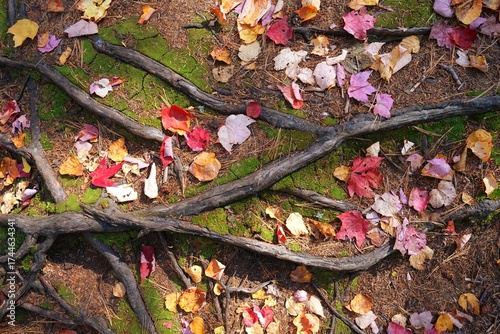 autumn leaves and roots on the ground