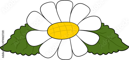 White daisy flower with leaves vector illustration