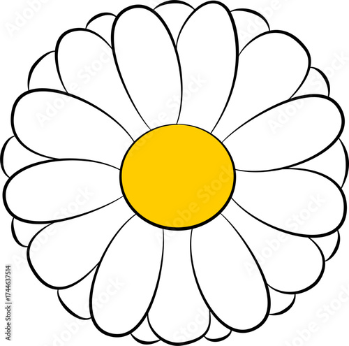 chamomile flower isolated