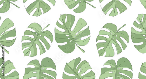 Tropical Monstera Leaves Pattern on White Background for Design.