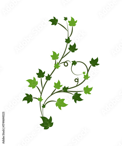 Green Ivy Vine Leaves Decoration – Climbing Plant Vector Design