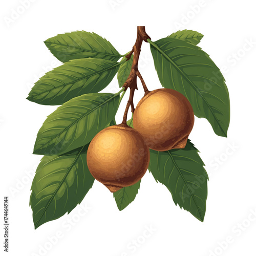 Cashew nuts