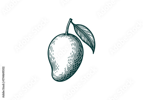 Mango hand drawn simple engraved vector illustration