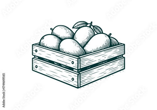 Mango hand drawn simple engraved vector illustration