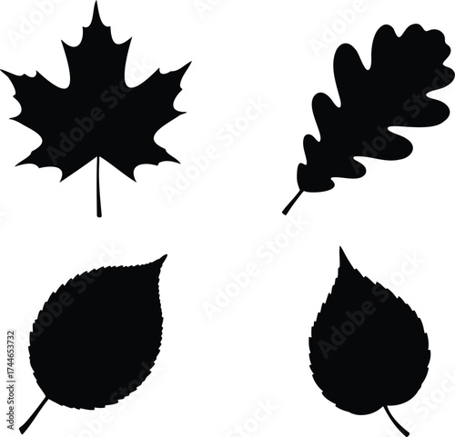 Botanical illustration of maple oak fern and ginkgo leaves