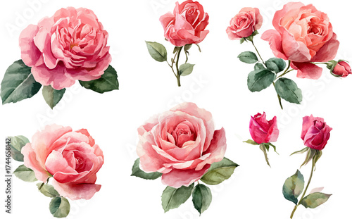pink roses on white background