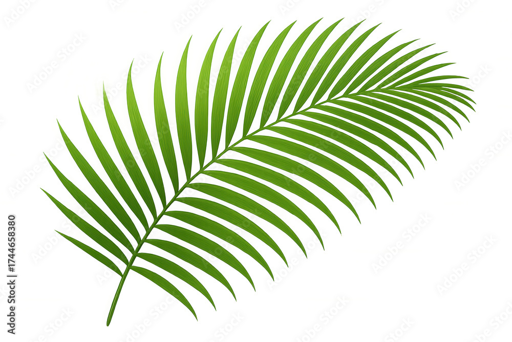 Fototapeta premium Green palm frond tropical plant leaf isolated on transparent background, summer nature foliage vector element