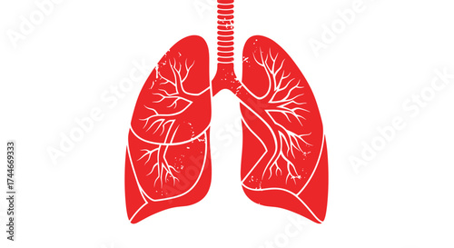 Detailed anatomical illustration of human respiratory system showing lungs bronchi and trachea in red outline on white background.