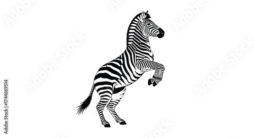 A striking black and white illustration of a zebra standing on its hind legs in an energetic pose.
