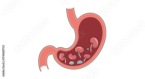Understanding the human digestive system and the role of kidneys in maintaining overall health and bodily functions.