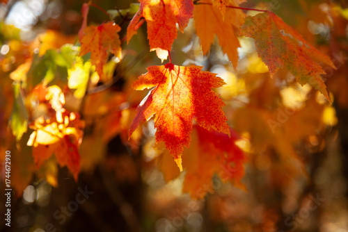Leaves changing color on a hike in upstate New York in the fall. 