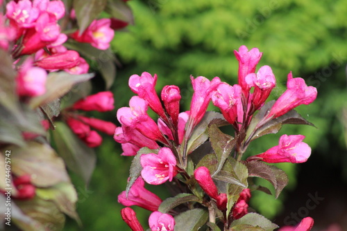 фотографія Vibrant Pink Blooms Brighten the Garden