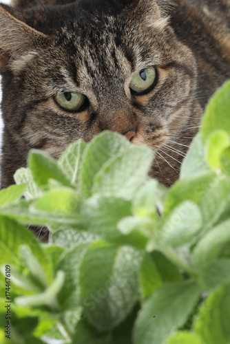 portrait of a cat, cat with a green leaf on a white background