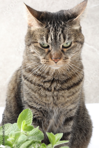 portrait of a cat, cat with a green leaf on a white background