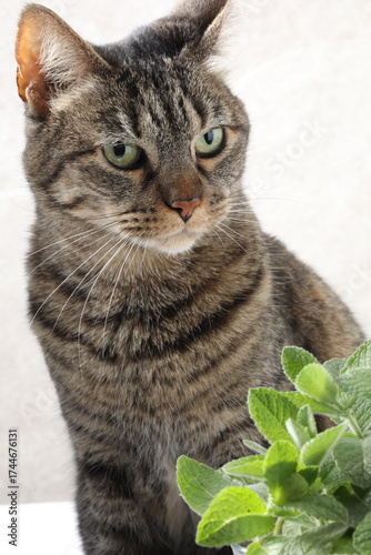 portrait of a cat, cat with a green leaf on a white background