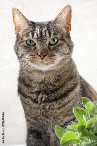 portrait of a cat, cat with a green leaf on a white background