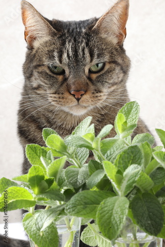 portrait of a cat, cat with a green leaf on a white background