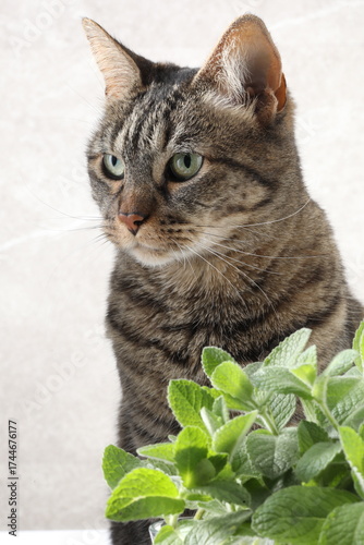 portrait of a cat, cat with a green leaf on a white background