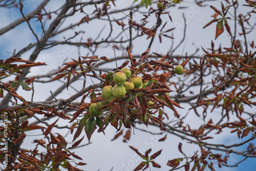 Ripened seeds (fruits) are found among the branches and drying leaves of the horse chestnut tree.