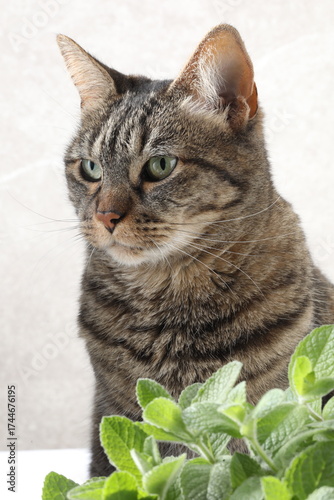portrait of a cat, cat with a green leaf on a white background