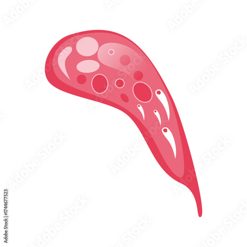 Toxoplasmosis Vector Illustration. Vector illustration depicting human immune cells, including macrophages and mast cells, showcasing the biology of the immune system and monocyte types in immunology