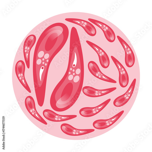 Toxoplasmosis Vector Illustration. Vector illustration depicting human immune cells, including macrophages and mast cells, showcasing the biology of the immune system and monocyte types in immunology