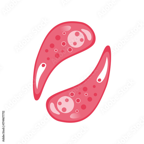 Toxoplasmosis Vector Illustration. Vector illustration depicting human immune cells, including macrophages and mast cells, showcasing the biology of the immune system and monocyte types in immunology