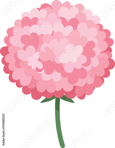pink carnation flowers