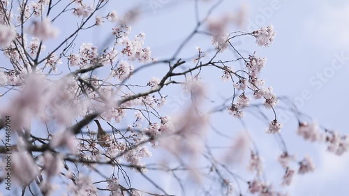 風に揺れる桜