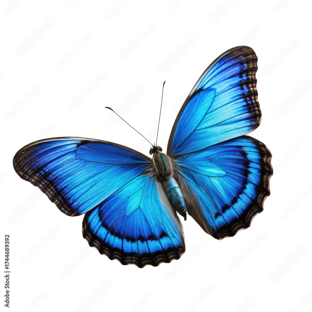 Obraz premium Vibrant, detailed azure butterfly with intricate wing patterns