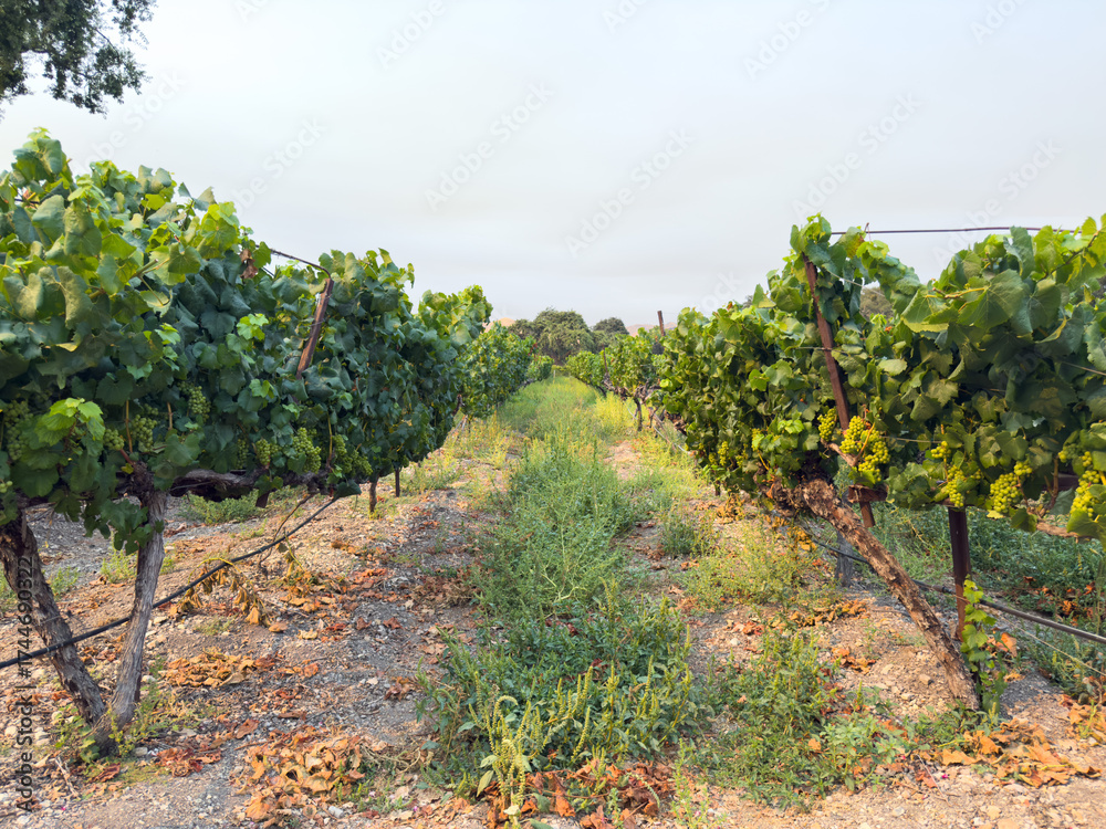 Naklejka premium Grape harvest. Vineyards with grapevine in the evening sun. Large bunches of grapes hang from an old vine. High quality photo