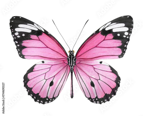 butterfly on white background