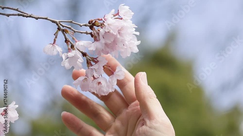 桜に添える手元