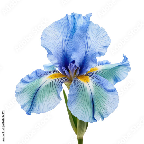 Blue Iris Flower with detailed veins and yellow center on black background