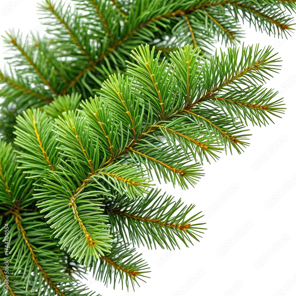 Obraz premium Close-up of vibrant green evergreen branches on a black background (2)